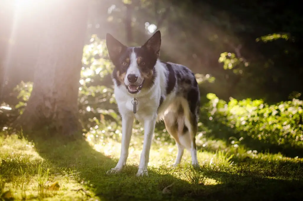 tutti i cani provengono dai lupi
