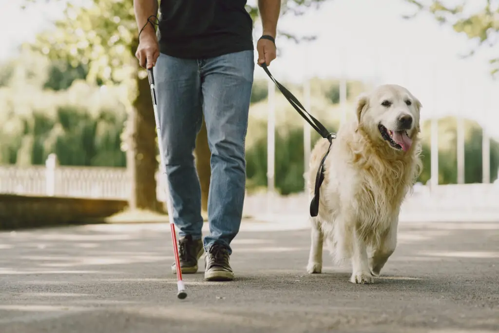 cos'è un cane
