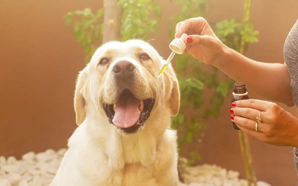 quanto olio di CBD dovrei dare al mio cane