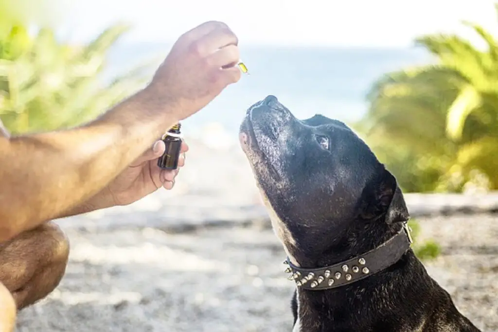 Dosi di olio di CBD per cani
