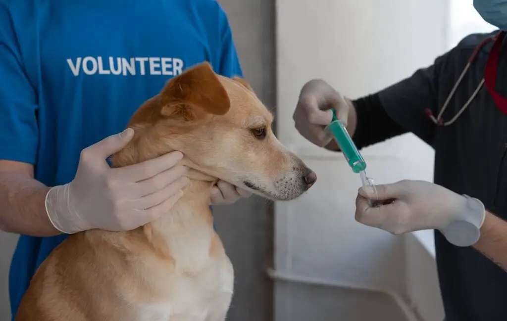 quanto CBD per un cane con ansia
