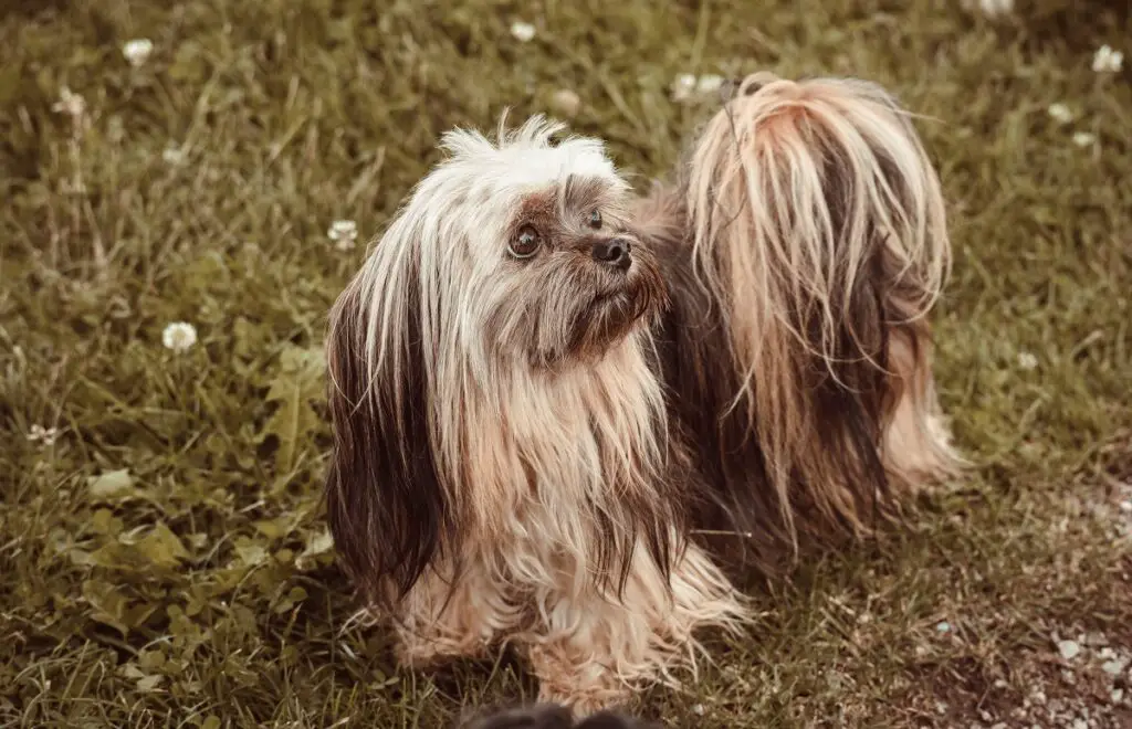 25 razze di cani più stupide
