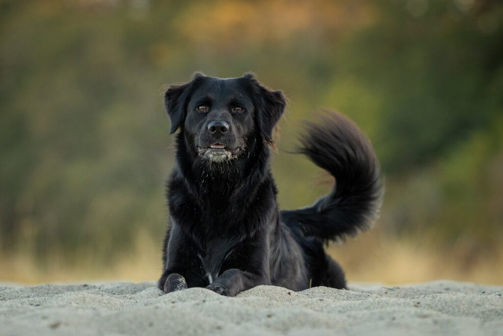 Golden Retriever neri