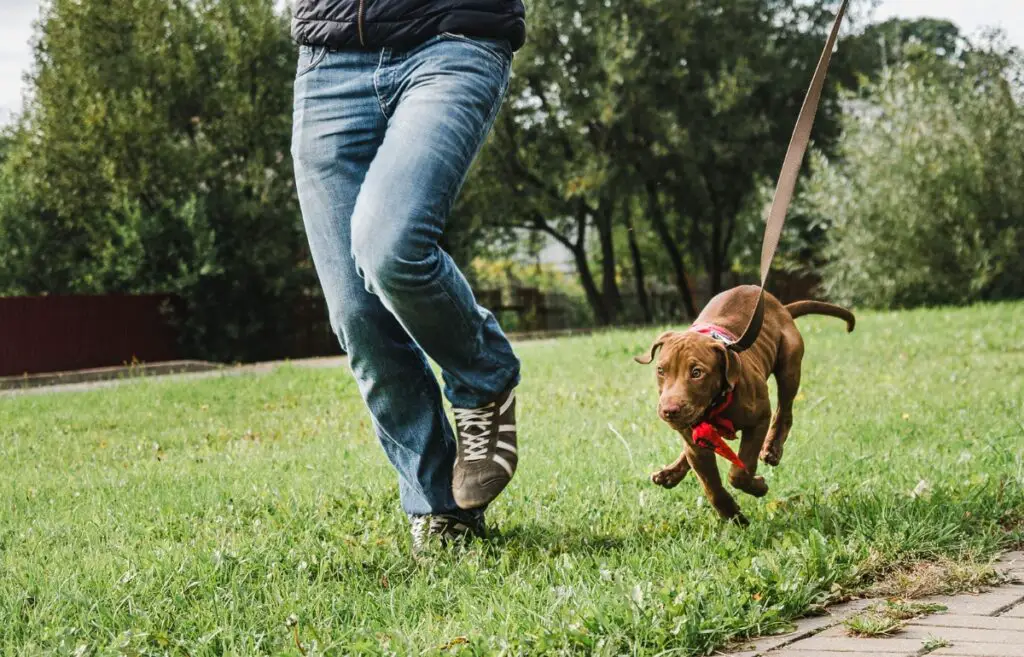 come addestrare un cane a camminare al guinzaglio
