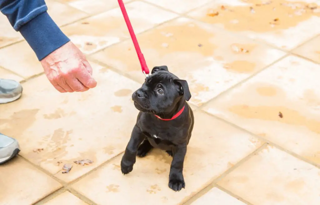 come addestrare un cucciolo a camminare al guinzaglio
