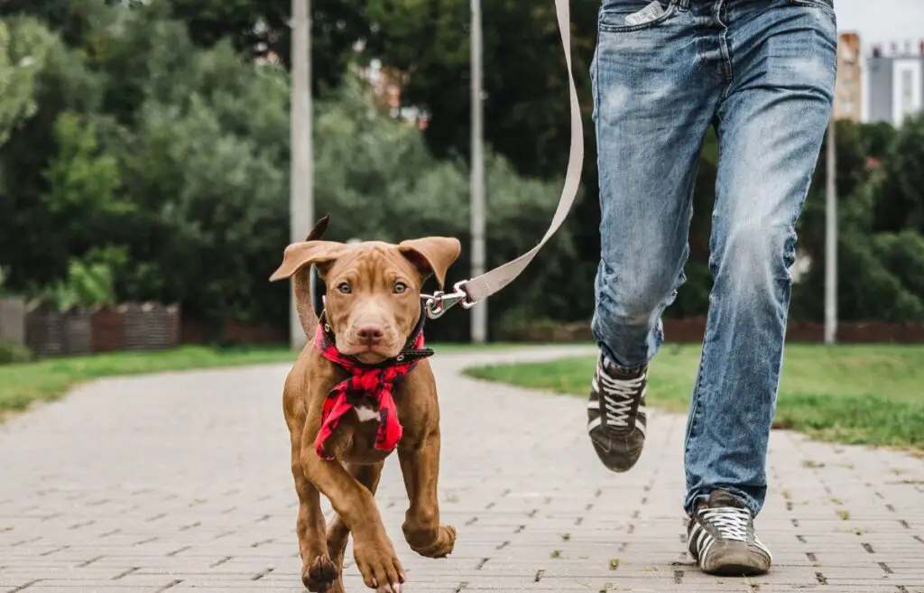 addestramento del cane al guinzaglio
