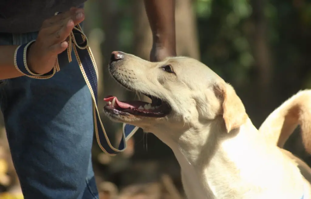 addestrare un cane al guinzaglio
