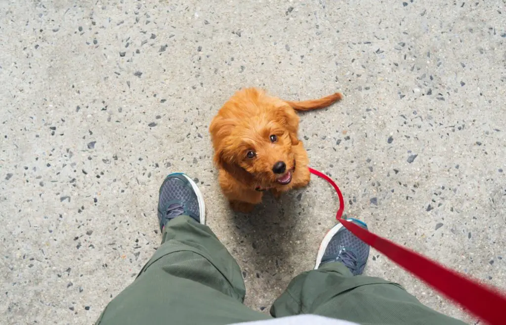 insegnare al cucciolo a camminare al guinzaglio
