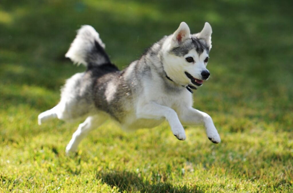 cucciolo dell'Alaska
