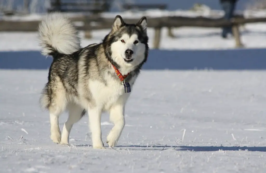 razze di cani cattivi
