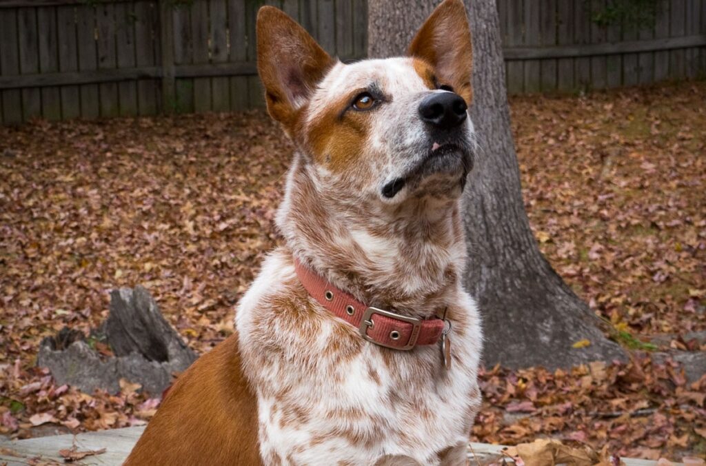 cane più intelligente del mondo
