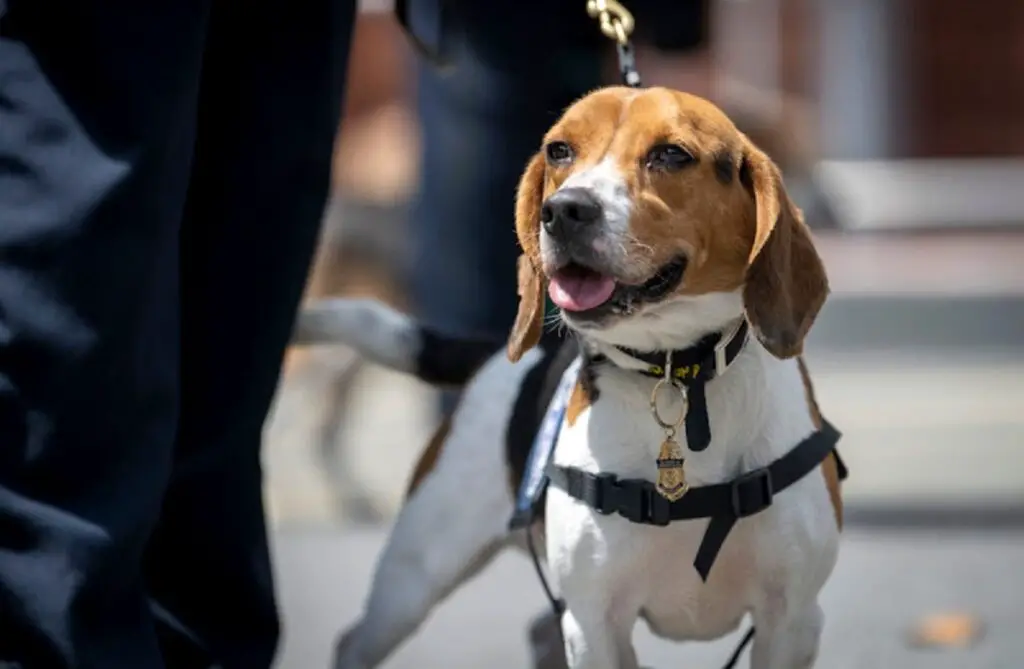 specie rappresentativa del cane poliziotto
