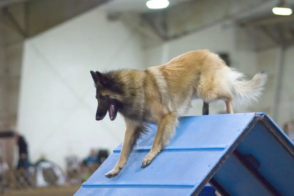 razza di cane più intelligente del mondo
