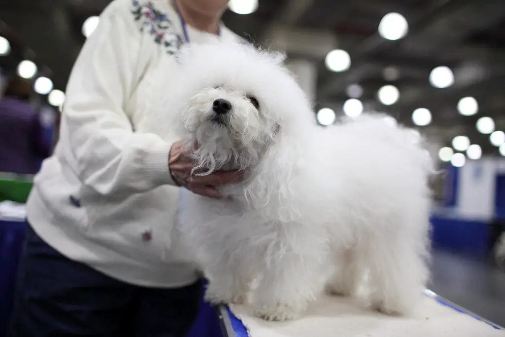 I migliori cani ipoallergenici