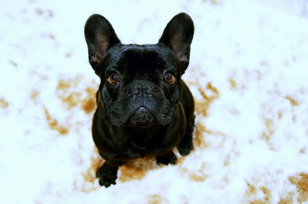 Bulldog francese nero