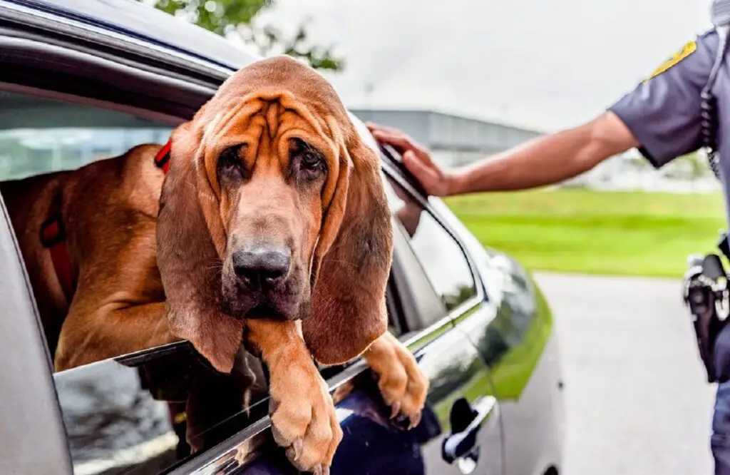 razza di cane poliziotto
