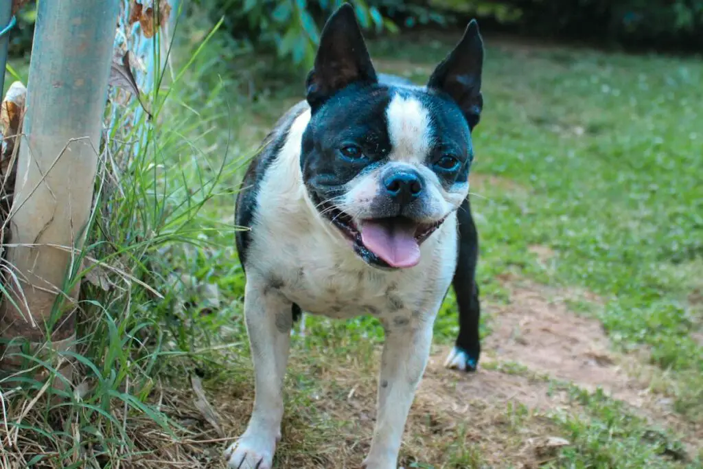 Boston Terrier