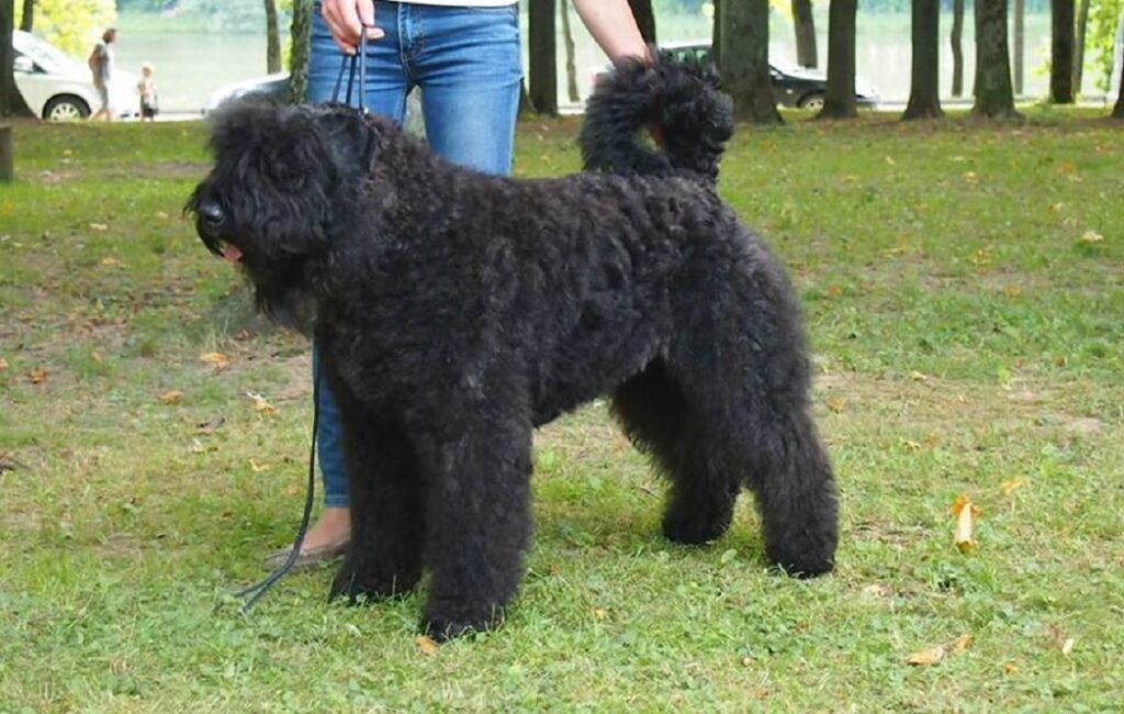 che tipo di cani sono i cani poliziotto
