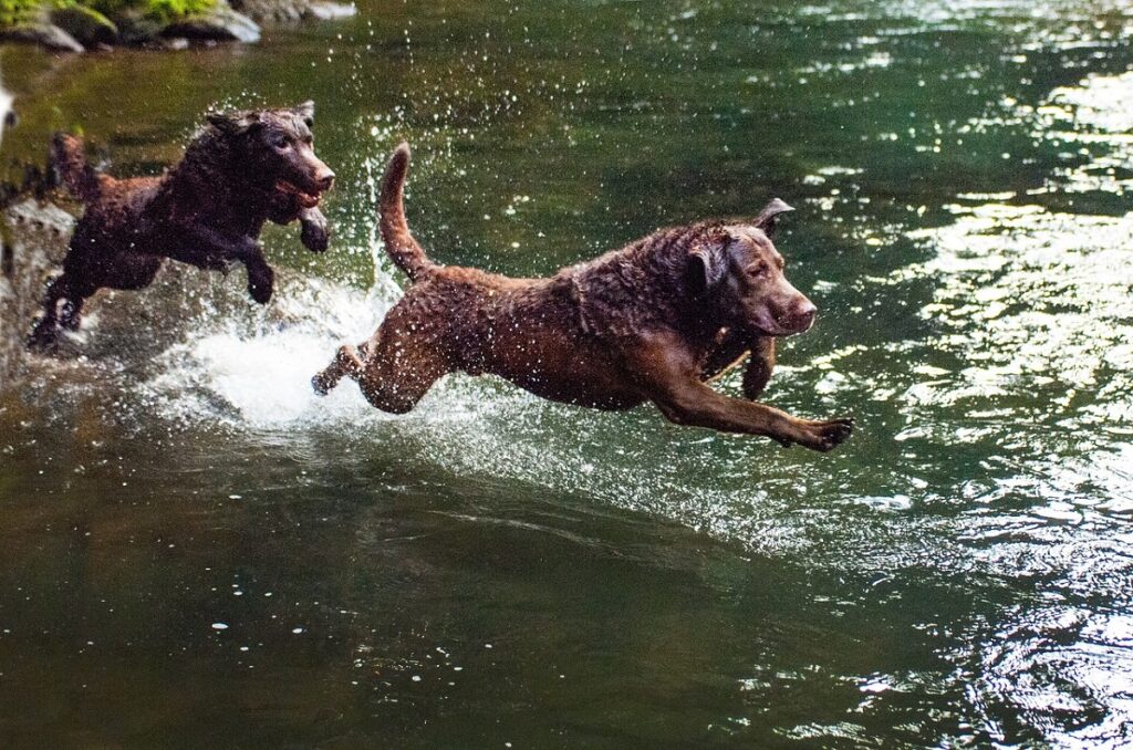 bravi cani di grossa taglia
