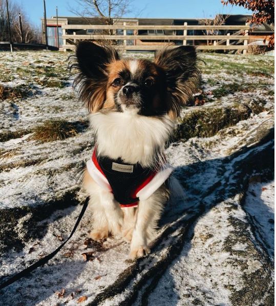 Mix Chihuahua e Papillon