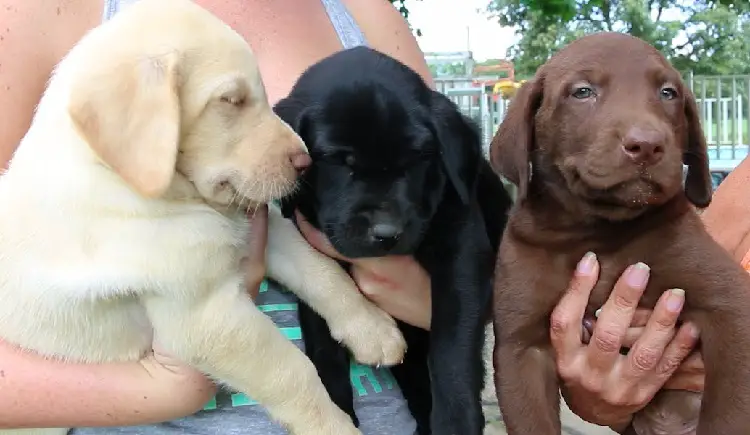 labrador d'argento