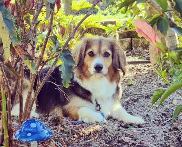 Mix di Corgi Cavalier King Charles Spaniel