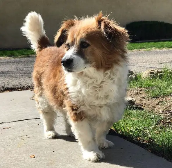 Miscela di Corgi Cocker Spaniel