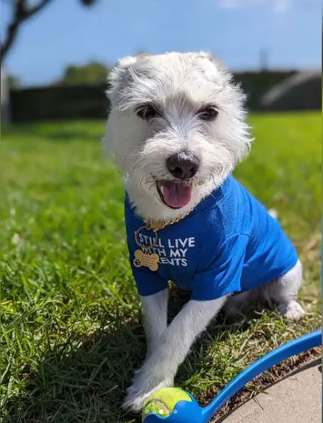 Miscela di Corgi Schnauzer