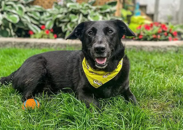 Mix di Corgi e Labrador Retriever