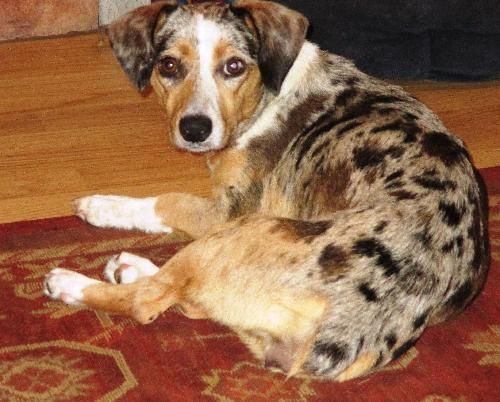 Miscela Corgi Catahoula