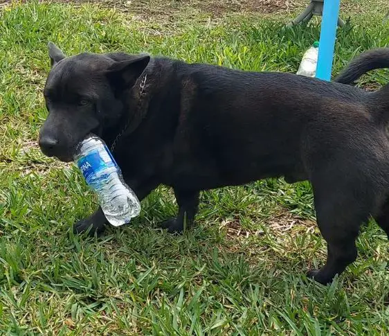 Miscela Corgi x Shar-Pei