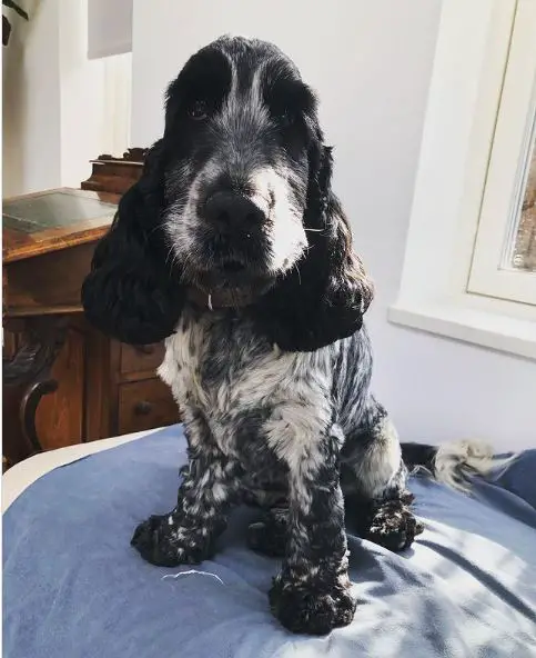 Mix di bassotto e cocker spaniel