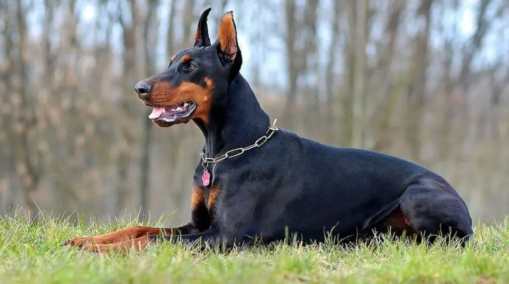 razze di cani alti e magri