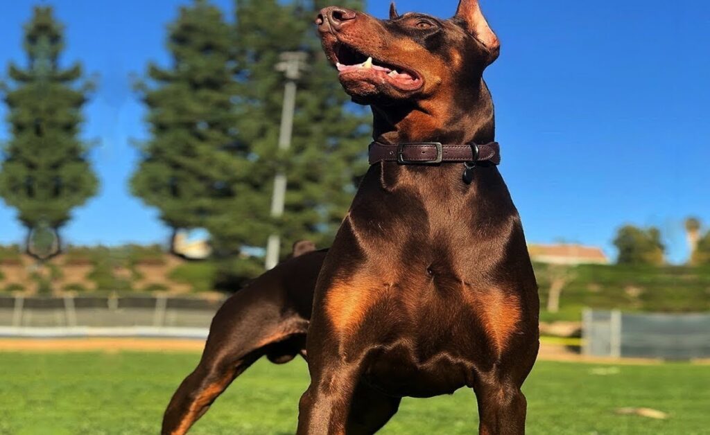 Doberman Pinscher Pitbull Mix