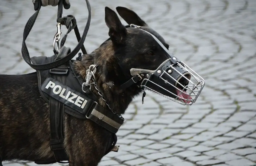 cani del dipartimento di polizia