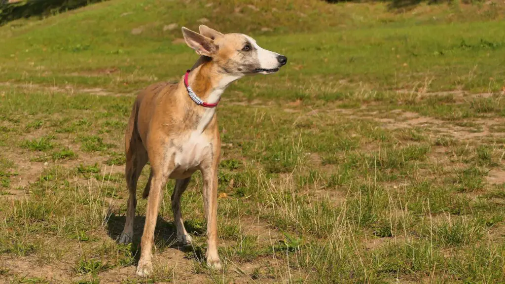 cani grandi e magri