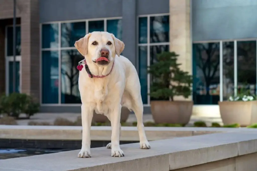 Documentalista di Labrador inglese