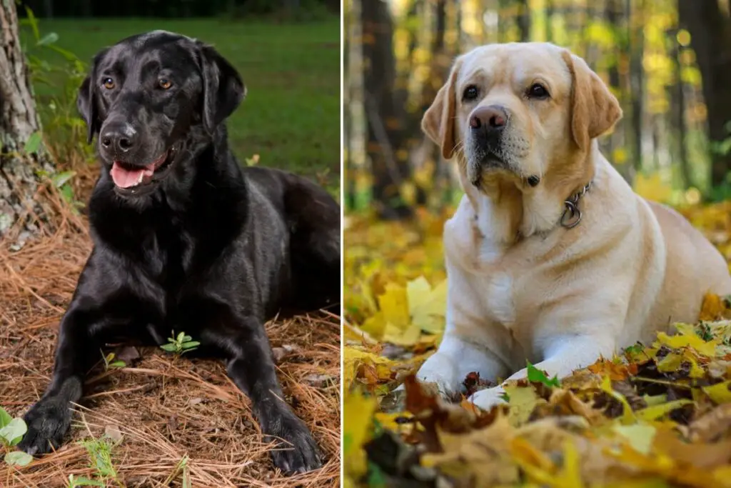 Labrador inglesi contro Labrador americani 