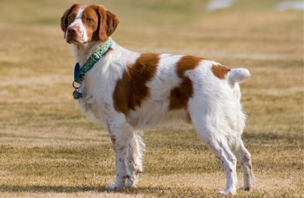 Springer spaniel inglese