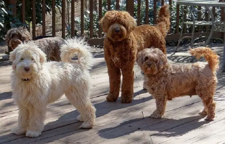 sono labradoodle in miniatura ipoallergenici
