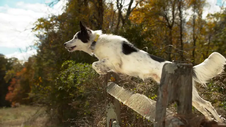 fi collare per cani intelligente