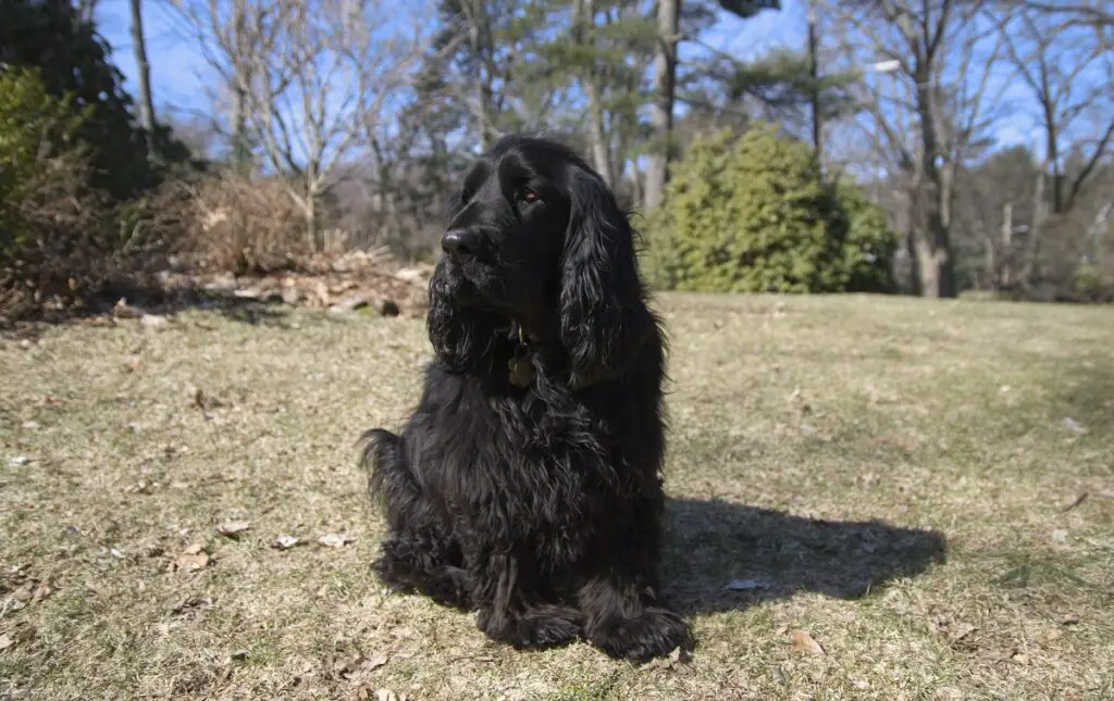 cane da caccia spaniel
