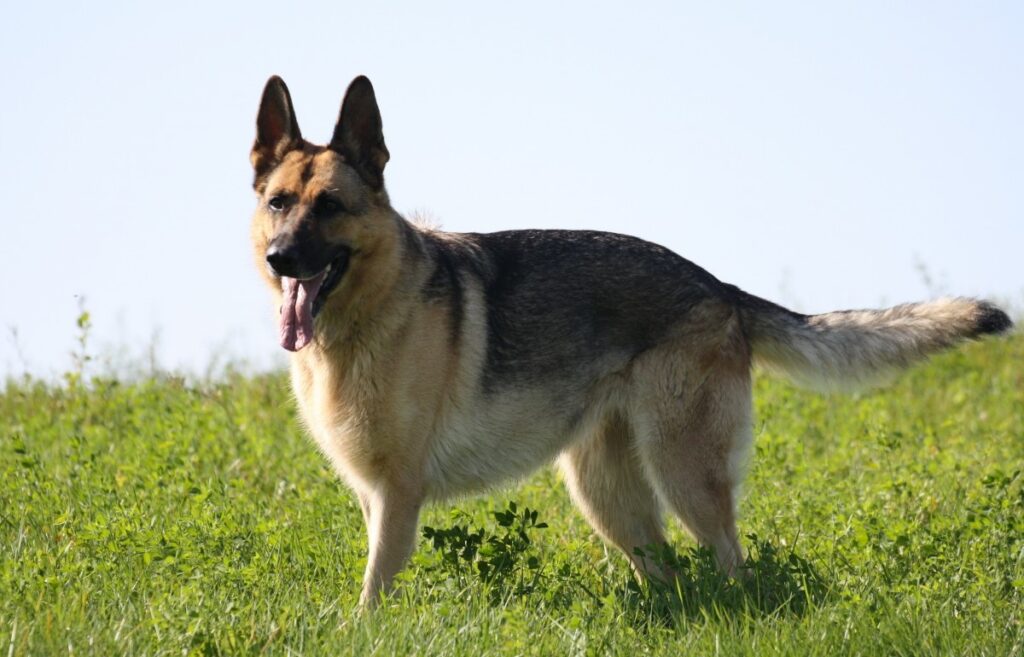 i migliori cani più intelligenti
