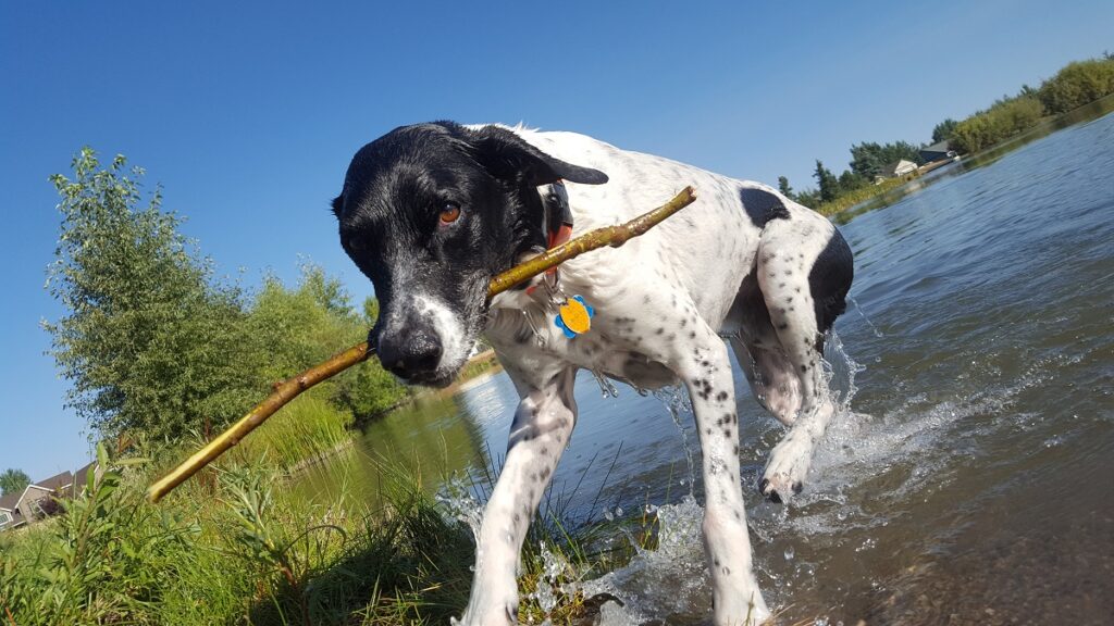 qual è la razza di cane più intelligente
