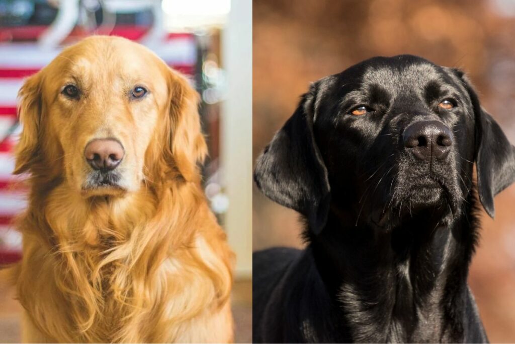 Golden Retriever contro Labrador