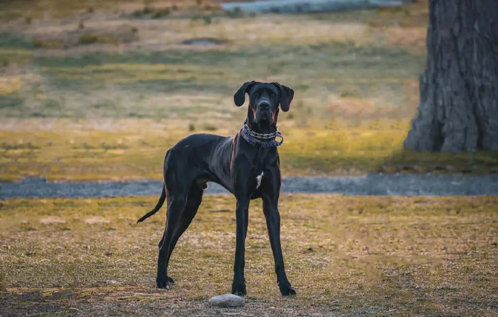 razze di cani dall'aspetto più spaventoso