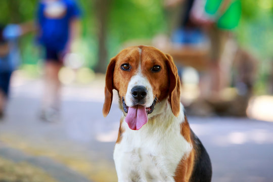 razza di cane da caccia