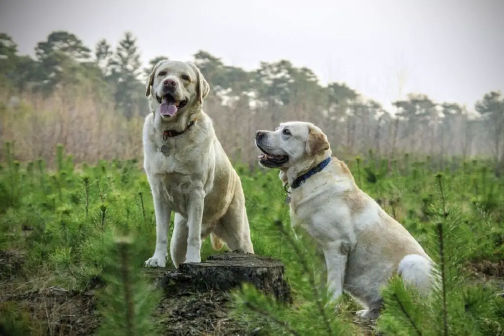 Storia dei Labrador