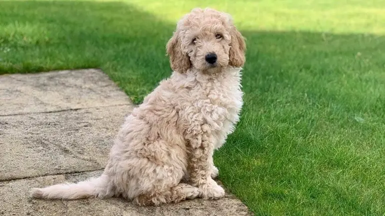 labradoodle in miniatura
