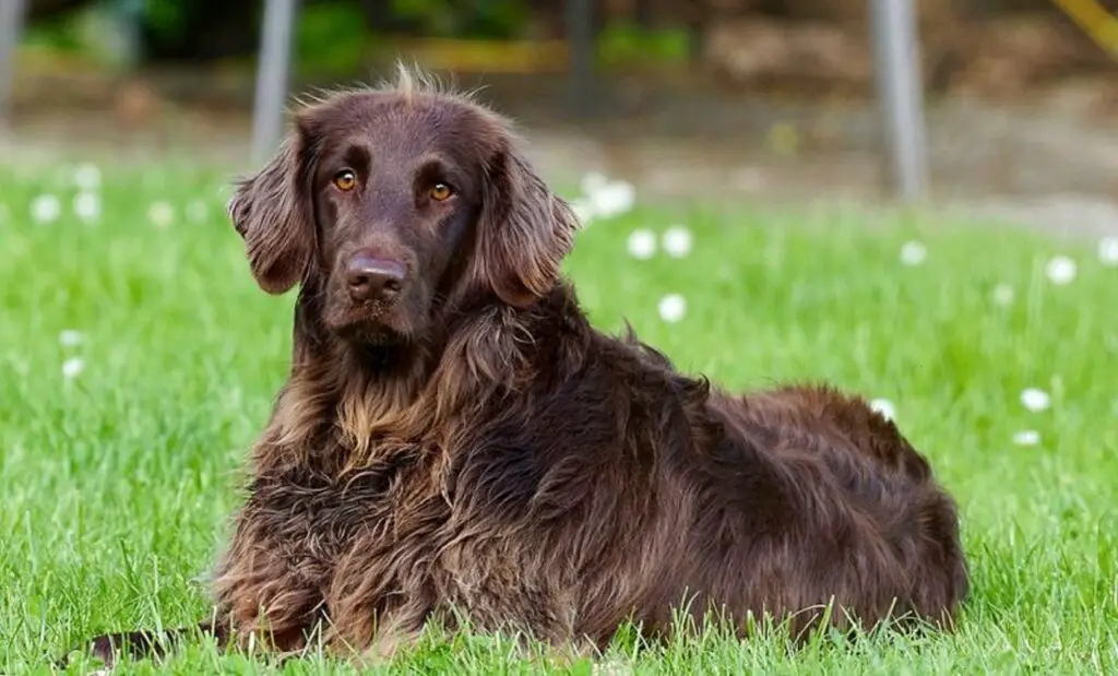 cani lunghi e magri